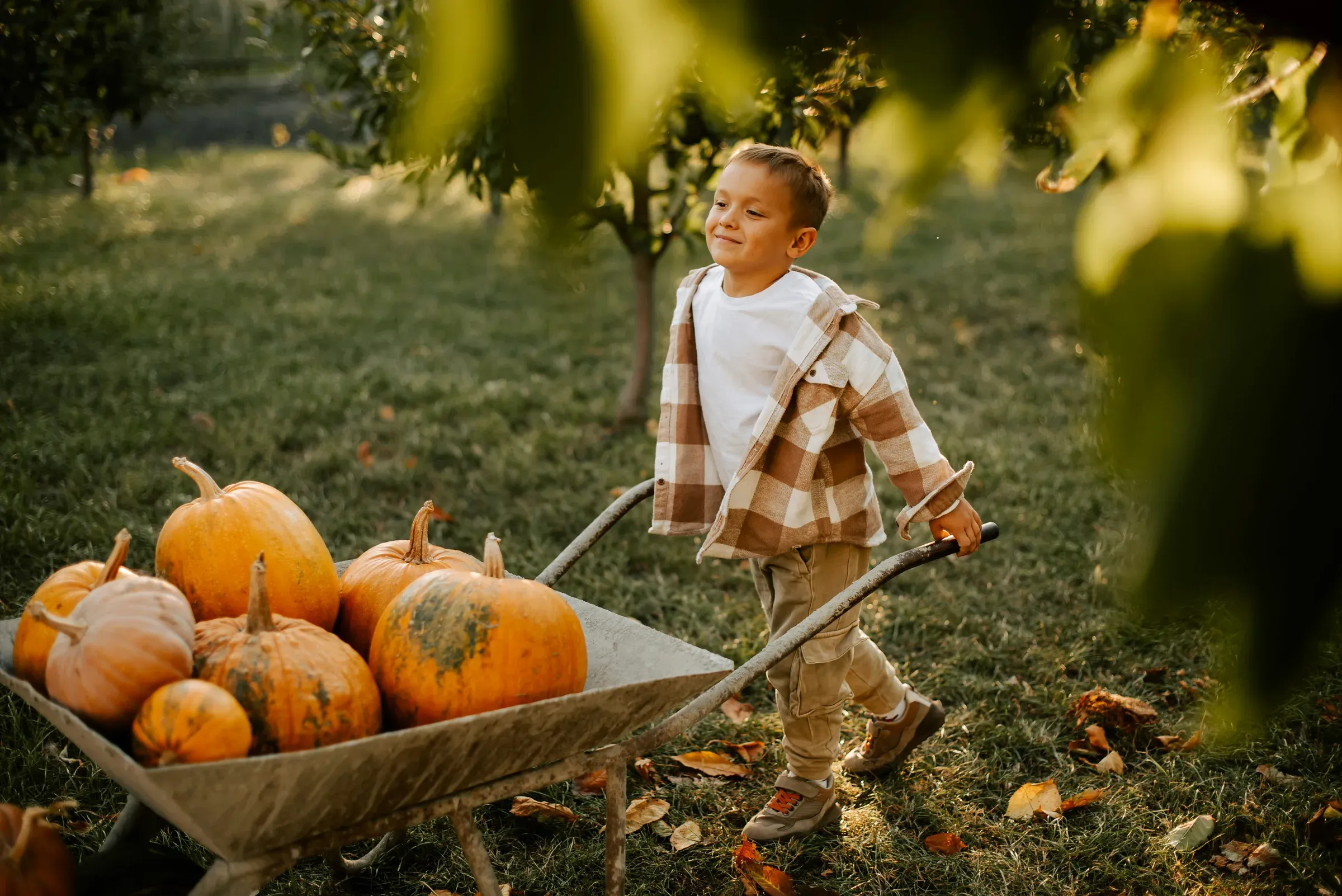 A little boy in a plaid shacket pushes a wheelbarrow full of pumpkins across an orchard in golden afternoon light